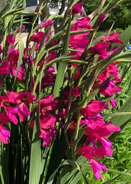 Feb 19, 2016 · one of the best annual cut flowers, zinnias bloom in a wide range of colors. Texas Gardening Byzantine Gladiolus A Great Option For Winter Planting Brazos Life Theeagle Com