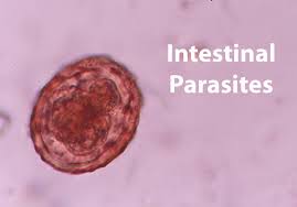 The parasites live and breed within bobcats and are transmitted to domestic cats by ticks. Why We Test Stool Deworm And Recommend Year Round Heartworm Prevention Brookfield Animal Hospital