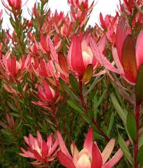 Leucadendron Safari Sunset Aloha Tropicals In 2020 Australian Native Flowers Native Garden Trees To Plant