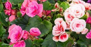 Now place the tray in a dark area and water regularly to keep the mixture moist. Planting Tuberous Begonia Bulbs For Showy Bloom
