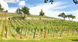 Pedigree information about the dandie dinmont terrier aimie moravske slovacko. Vlk Na Cestach Nejen Za Vinem Na Moravske Slovacko