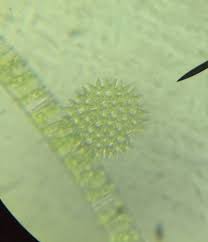 Pond water refers to a standing body of water. Pond Water Organisms Screen 6 On Flowvella Presentation Software For Mac Ipad And Iphone