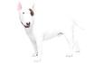 English White Terrier - Wikipedia