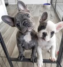New and used items, cars, real estate, jobs, services, vacation we have waiting list puppies coming soon can be sold as a pet or full breeding rights ready ,puppies on the pictures not for sale. 50 Discount Mini Frenchie Puppies Available Diamond French Bulldog Puppies For Sale