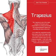 Asmr massage style in hd. Performance Therapeutic Massage Let S Talk Muscles The Trapezius Muscle Has 3 Functional Parts Upper Part Responsible For Supporting The Weight Of The Arm Facilitates In Rotating And Tilting The Neck Middle
