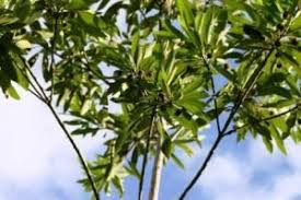 Image result for Breonadia salicina