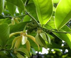 Pin On Flowers Of Bangladesh