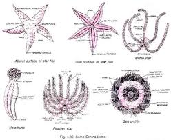 Phylum Echinodermata Characters And Classification Animals