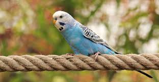 Birds You Can Have As Pets Bird Room Ideas Are Addictive You Have Been Warned Budgies Parakeet Pet Birds