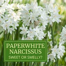 These perennials come in shades ranging from pure white to pale pink to deep burgundy. Paperwhite Narcissus Sweet Or Smelly Longfield Gardens