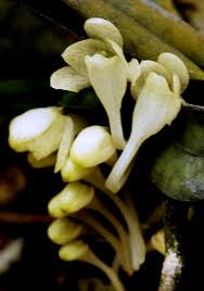 Image result for Rhipidoglossum densiflorum