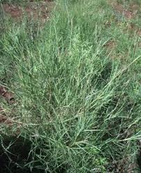 Image result for Elytrophorus spicatus