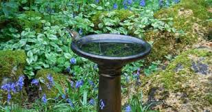 I find great joy sitting on the deck with my morning coffee. Why Won T Birds Use My Bird Bath What Birds Are In My Backyard