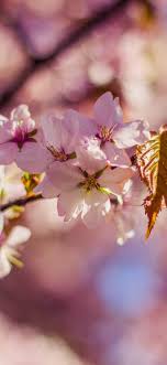 These 8 sakura iphone wallpapers are free to download for your iphone. Sakura Bloom Spring Leaves 1242x2688 Iphone 11 Pro Xs Max Wallpaper Background Picture Image