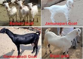 The prices quoted in this video are negotiable. Best Goat Breeds In India For Goat Farming Complete Guide Farmingx