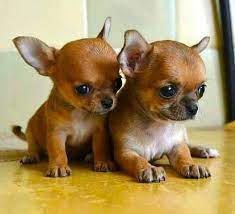 So Dang Adorable Cute Dogs Cute Chihuahua Cute Baby Animals