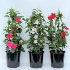 This perennial plant is easy to care for and with proper care, can flower through the season. 10 Mandevilla Terra Greenhouses