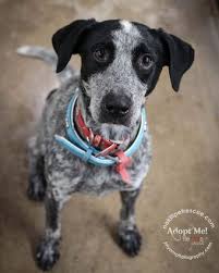 Handsome Boy Australian Cattle Dog Mix Cattle Dogs Mix Cattle Dog