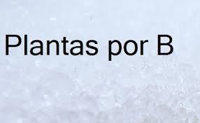 Plantas Que Empiezan Por B Como Nombre Cientifico Ambientologosfera