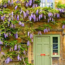 Take advantage of your fence space by hanging planter boxes and growing colorful plants. 11 Best Climbing Plants For The Garden
