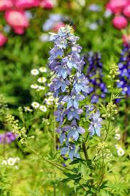 Cliccare sul codice esadecimale del colore scelto per vedere lo sfondo diventare di quel colore. 9 Nomi Di Fiori Azzurri Bellissimi Per Primavera Ed Estate