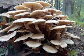 These look like armillaria (honey mushrooms). Roger Brook The No Dig Gardener Rhs Honey Fungus Hunt