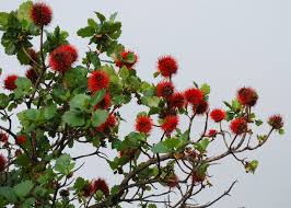 Image result for Greyiaceae