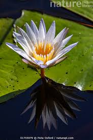 Image result for Nymphaea nouchali