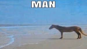 Find and save olympic horse dancing memes | from instagram, facebook, tumblr, twitter & more. Man Horse Meme Analysis Youtube