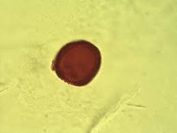 Image result for Neoboutonia