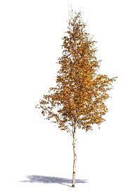 Magical, meaningful items you can't find anywhere else. 30 Birch Tree Tattoos Ideas In 2021 Birch Tree Tattoos Tree Tattoo Birch Tree