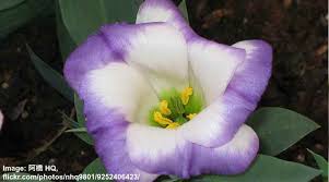 Image result for eustoma flamenco