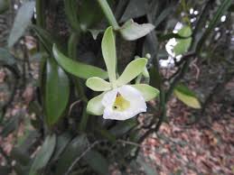 Image result for Vanilla polylepis