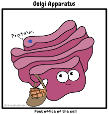Cells Clipart Animated Gif Cells Animated Gif Transparent Free For Download On Webstockreview 2021 Search, discover and share your favorite protein gifs. cells clipart animated gif cells