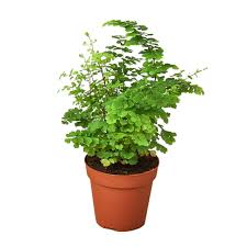 Image result for Adiantum capillus-veneris