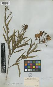 Image result for Heteropterys glabra