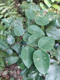 Image result for Synaptolepis