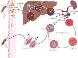 Learn vocabulary, terms and more with flashcards, games and other study tools. Frontiers The Impact Of Malaria Parasites On Dendritic Cell T Cell Interaction Immunology