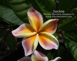 Jackie Jj Plumeria Plumeria Flowers Frangipani