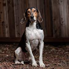 We did not find results for: Ukc Message Boards Coonhound Classifieds Pasteurinstituteindia Com