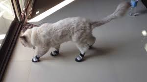 It will kill fleas that bite them but there is no flea repellent. Cat Gets New Shoes And Cant Walk Youtube