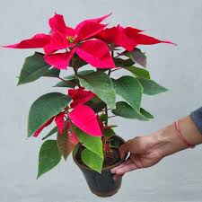 Maybe you would like to learn more about one of these? Buy Red Poinsettia Online In India Plantdecors Com