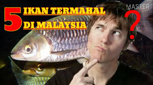 Jenis ikan hias ini juga tidak terlihat menyeramkan seperti yang kamu bayangkan! 5 Jenis Ikan Air Tawar Termahal Di Malaysia Youtube