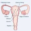 How much are egg donors paid? 1