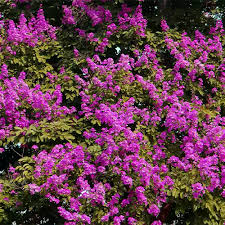 Image result for Lagerstroemia speciosa