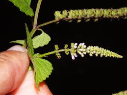 Image result for Basilicum polystachyon