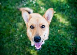 Top 10 Trendiest Dog Names Of The Year