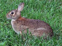 The two main ingredients, dried blood and meat meal have a smell using natural rabbit deterrents, like putrescent egg solids and garlic, it certainly smells. Rabbits How To Identify And Get Rid Of Rabbits Garden Pest Control The Old Farmer S Almanac