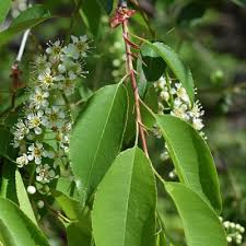 This locust variety reaches up to 35 feet in height with spreads up to 25 feet. Best Spring Flowering Trees For The Denver Foothills
