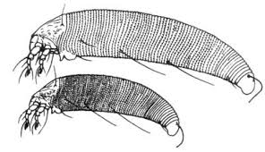 Image result for Colomerus vitis